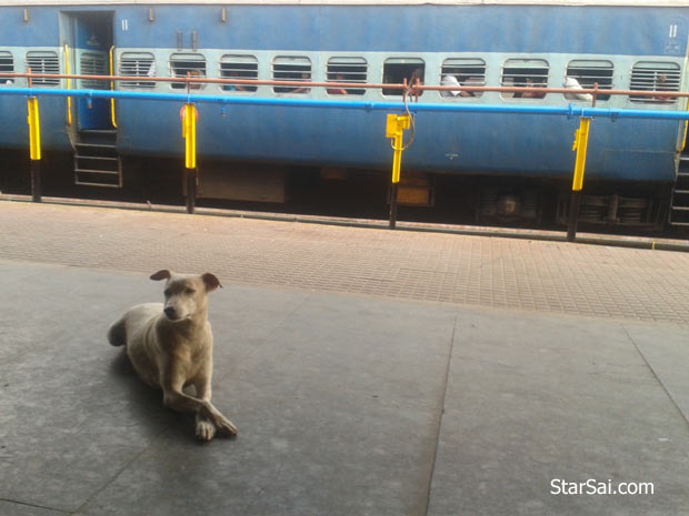 dog in railway station