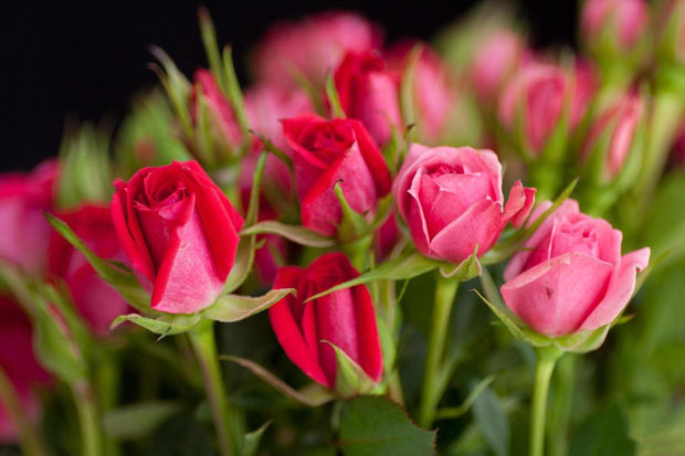 Beautiful Pinkish red roses