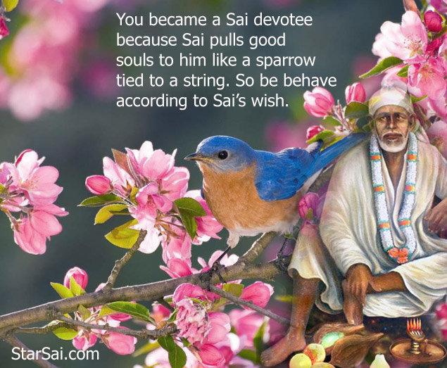 Sai devotee
