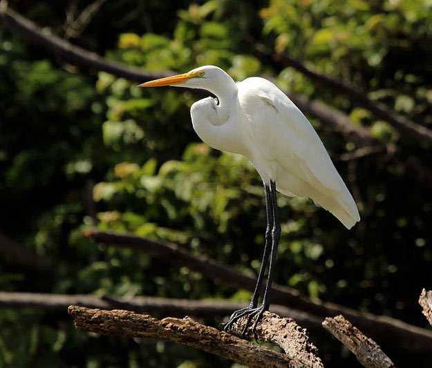 Great Egret