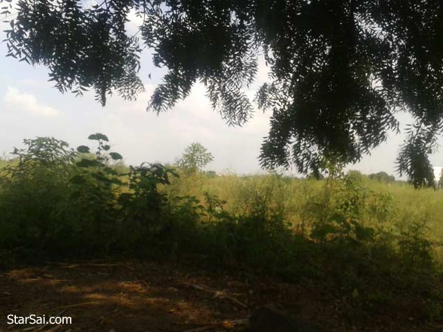 Peaceful Neem Tree