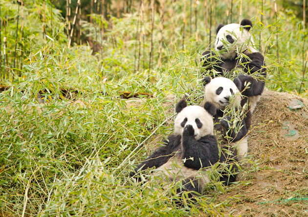 pandas