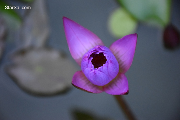 Purple Lotus