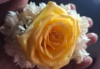Shirdi Saibaba Yellow Rose