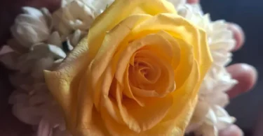 Shirdi Saibaba Yellow Rose