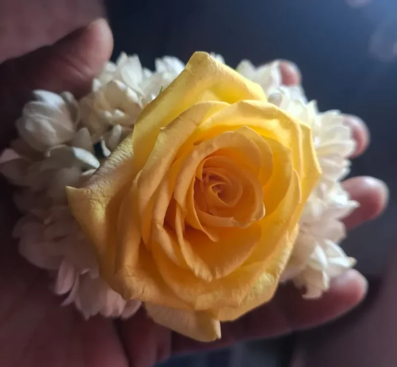 Shirdi Saibaba Yellow Rose