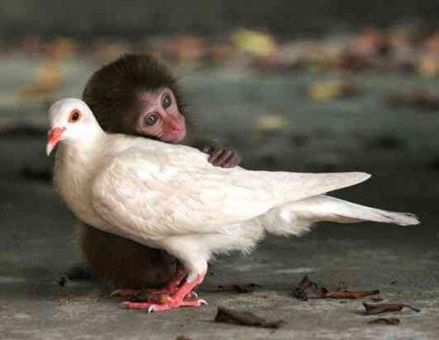 animal bird frienship