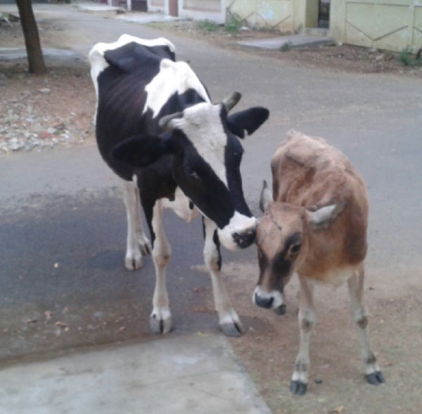 cow mother