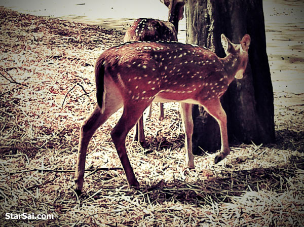 deer animal thirupathi hill