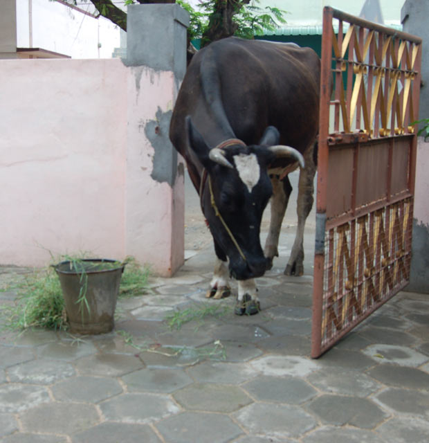 feeding cow