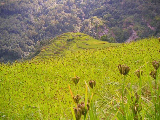 millet fields annapurna