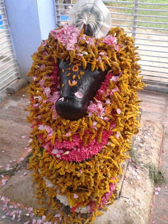 nandi Kasturi manjal