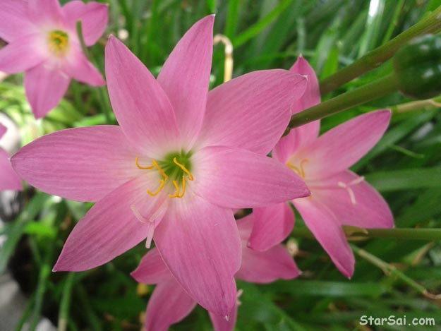 Beautiful Pink flowers