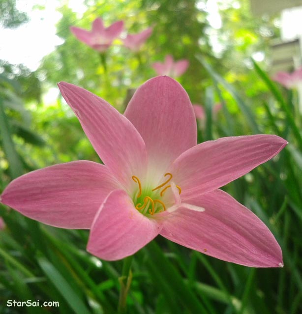 Pink Flowers with Sky