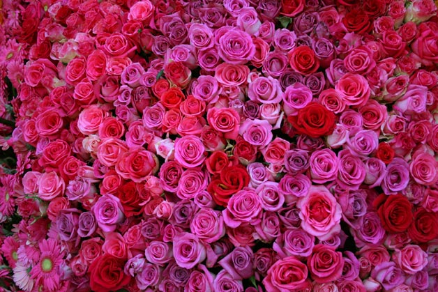 pink roses