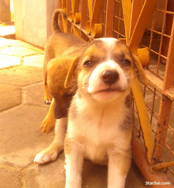 Little Dog giving Pose