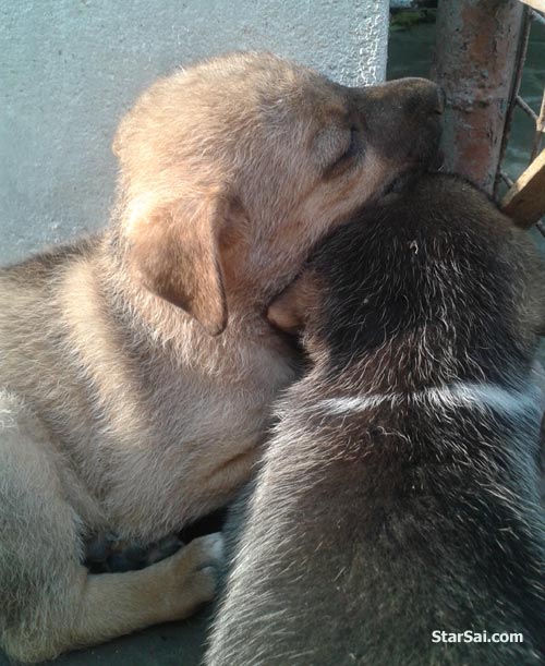 puppies