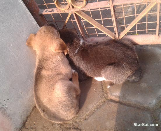 puppies sleeping
