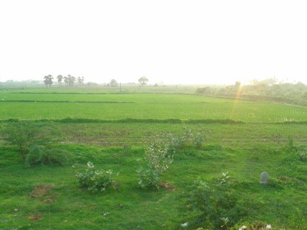 sengulam green agricultural field