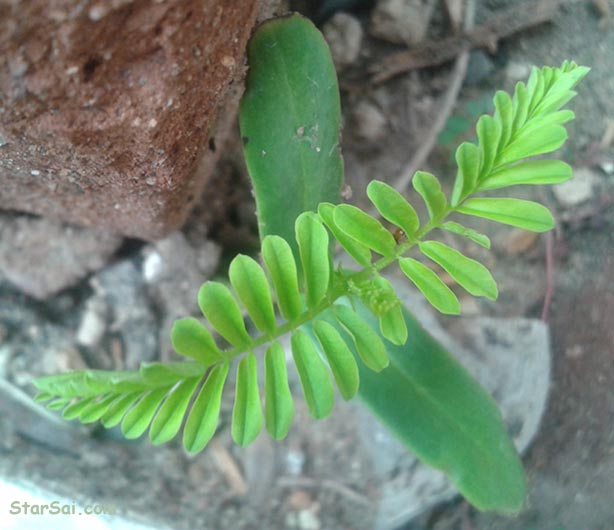 tamarind plant