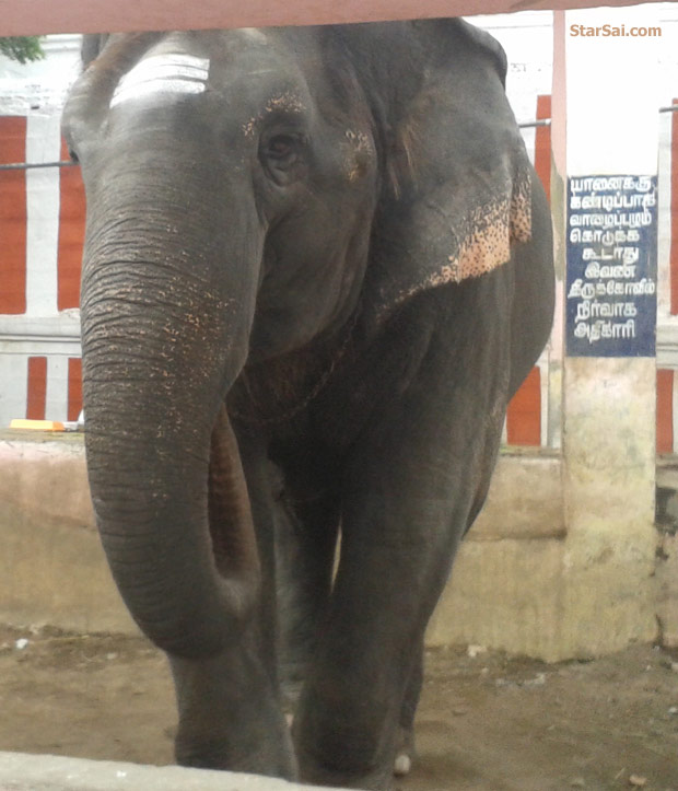 temple elephant