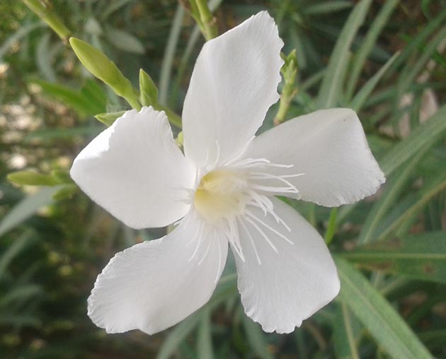 white flower