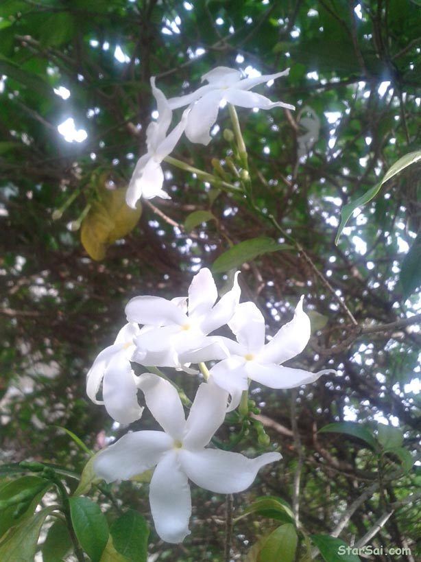 white flowers offer god