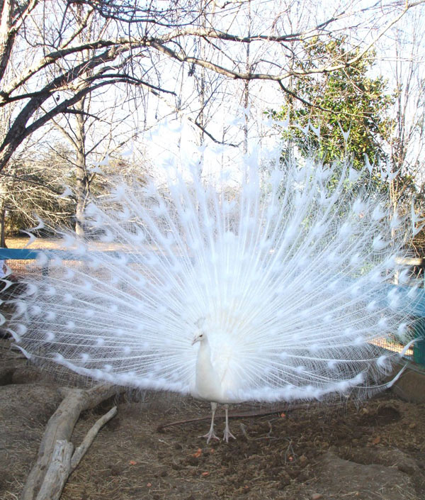 white peacock blessing