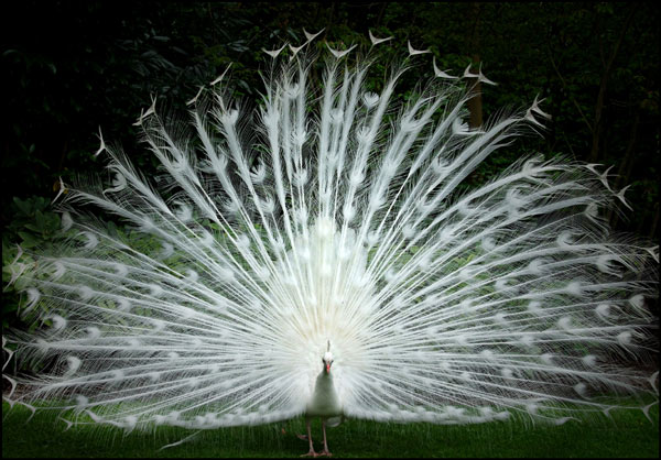 white peacock