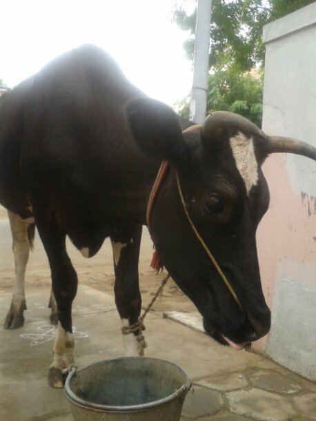 The Cow drank water kept in bucket and asks for more