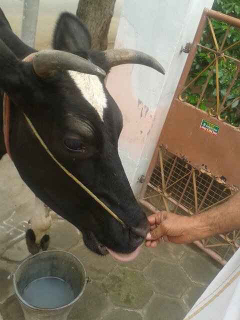 Cow eating vegetables happily