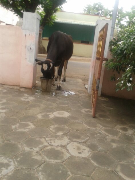 Sacred Cow having water which my Mom poured in the bucket