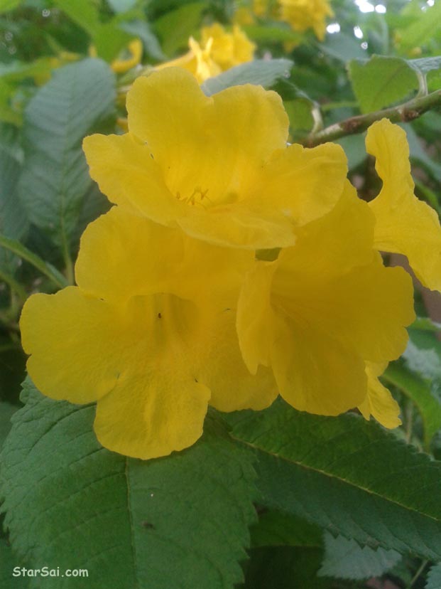 Yellow flowers